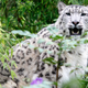 Foto: leopardo de las nieves, una especie en peligro de extinción. (AP Images).